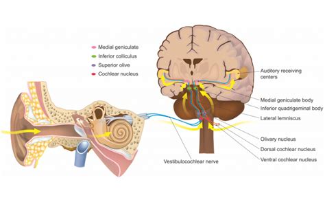 Hearing Test in Singapore | Faith Hearing Specialists