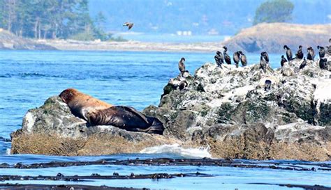 "Puget-Sound-Express-ocean-wildlife_courtesy_680" - Olympic National Park Trips