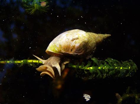 Identifying Aquarium Snails - Aquarium Tidings