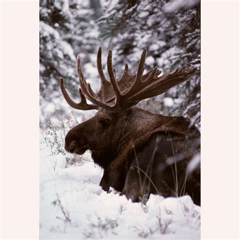 Moose In Snow | Stranger in the Woods