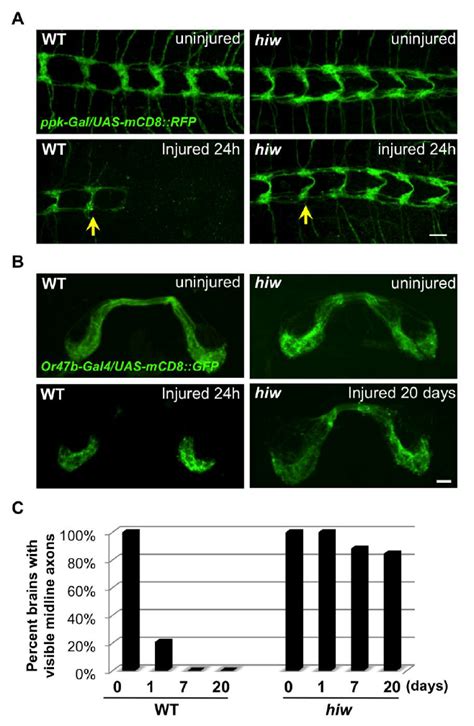 Wallerian degeneration in neurons of different neural types and... | Download Scientific Diagram