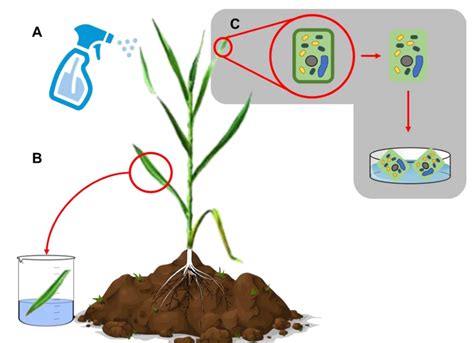 Plantae | Gene-editing in somatic cells can be achieved by spray-on of carbon dots (bioRxiv ...