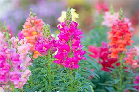 Antirrhinum - Alchetron, The Free Social Encyclopedia