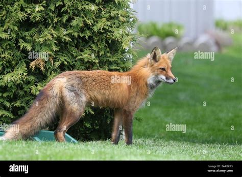 Red fox cubs playing Stock Photo - Alamy