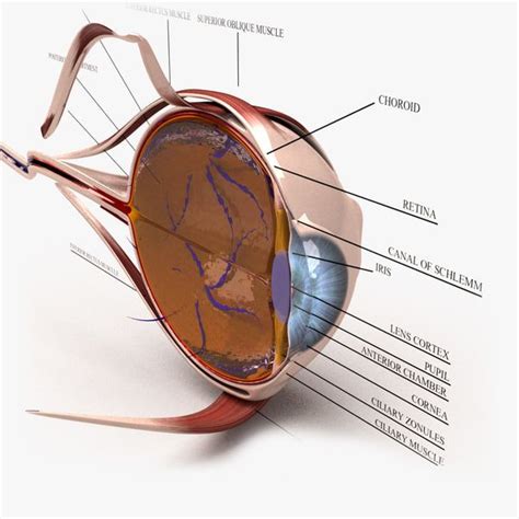 Pin on Anatomy and Physiology