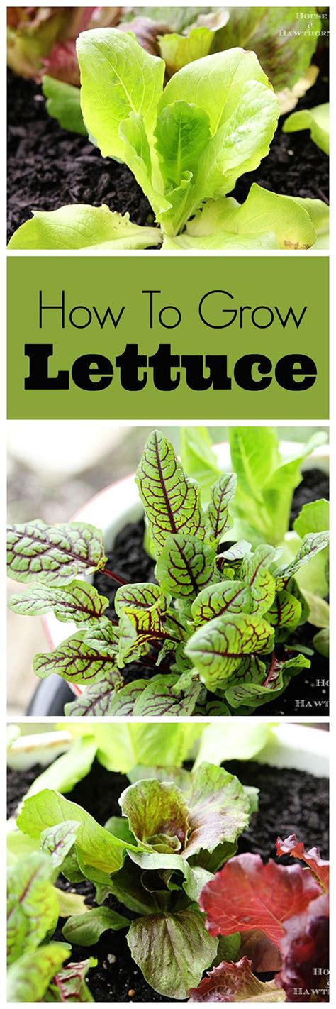 Guide To Growing Lettuce In Containers - House of Hawthornes