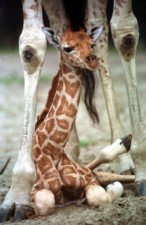 Pin on Giraffes