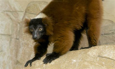 Red-ruffed lemur | Smithsonian's National Zoo