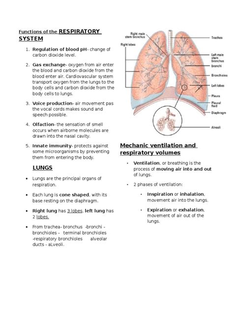 Functions of the Respiratory Syste | Respiratory System | Lung