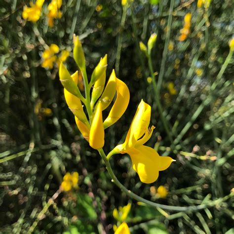 Common Broom | Trees, Hedges & Seeds | Habitat Aid