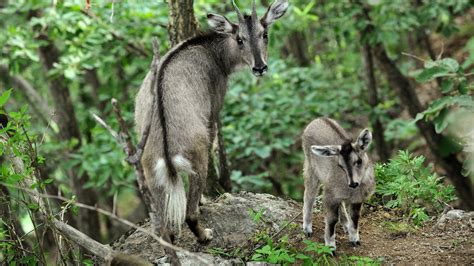 DMZ separating North and South Korea has become a wildlife haven