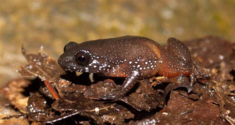 Meet India’s starry dwarf frog, a species with no close relatives | Science News