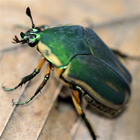 Green June Beetle (Kenilworth Aquatic Gardens Invertebrates) · iNaturalist