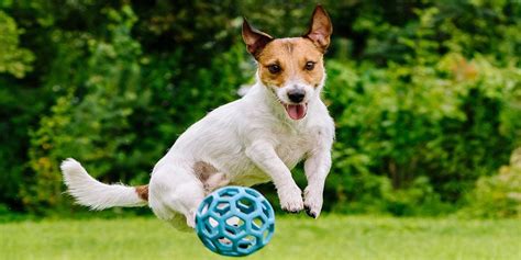 Exercising Dogs: How Much Walking, Running, and Play Are Healthy?