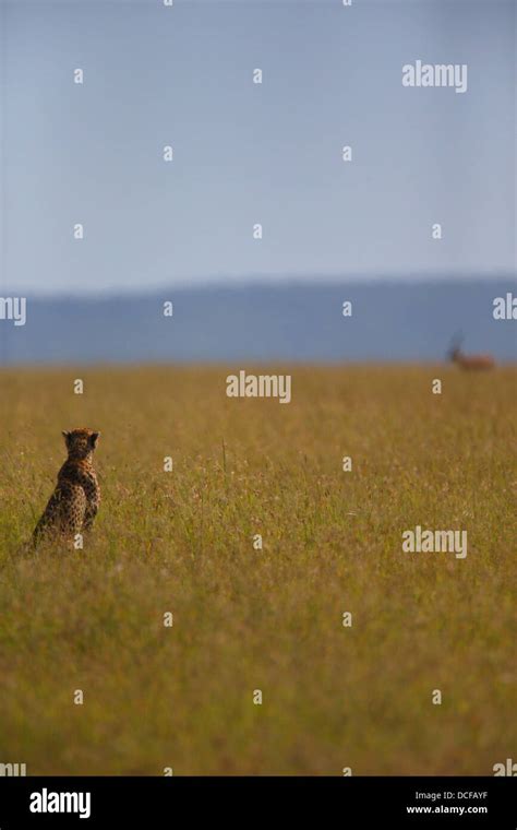 Cheetah hunting in Masai Mara National Reserve. Acinonyx jubatus. Kenya, Africa Stock Photo - Alamy