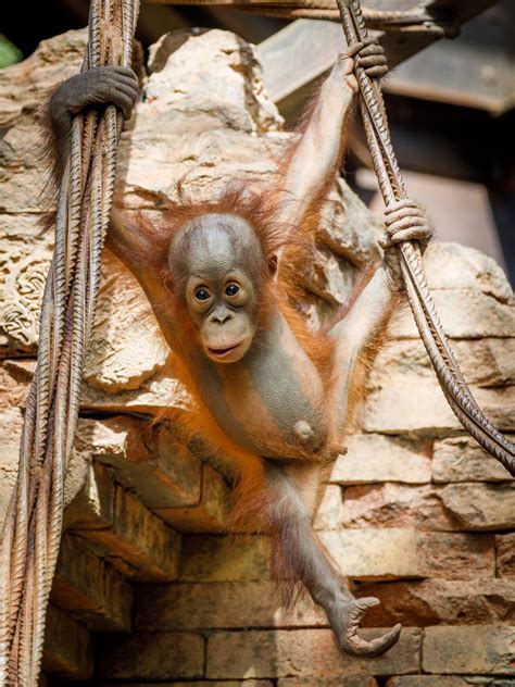 Baby Orangutan Free Stock Photo - Public Domain Pictures