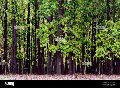 Dens forest of sal trees (Shorea robusta) in Kanha National Park, India ...