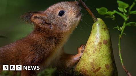 The orphaned baby squirrel eating video that went viral - BBC News