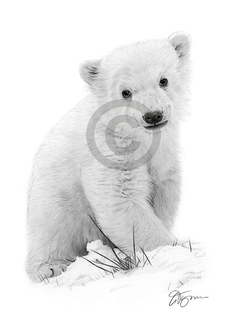 Pencil drawing of a polar bear cub by UK artist Gary Tymon