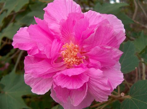 Online Plant Guide - Hibiscus mutabilis / Confederate Rose