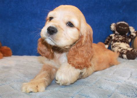 Cocker Spaniel Puppies For Sale - Long Island Puppies