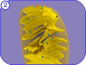 VCAC: Cellular Processes: ATP Synthase: Advanced Look: Location