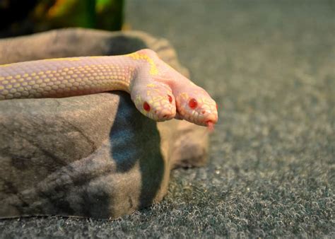 Rare Find: Albino Two – Headed Snake Captivates Zoo Visitors at Snake World.