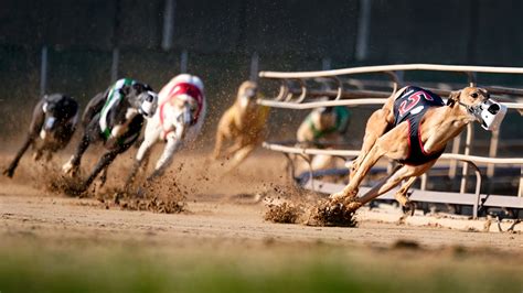 Greyhound Racing Nearing its End in the US After Long Slide | Chicago ...