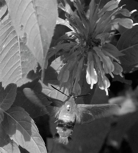 Hummingbird Moth Black and White Photograph by Krista Kulas - Fine Art America