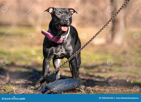 Joyful Dog American Pit Bull Terrier on Training in Park High Jump Hang ...