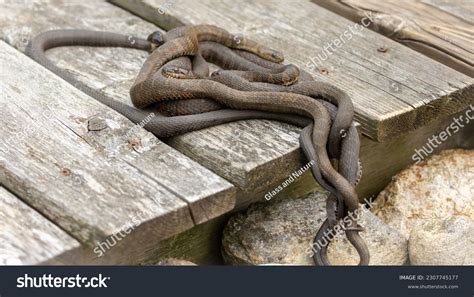 8 Snake Den Stream Images, Stock Photos & Vectors | Shutterstock