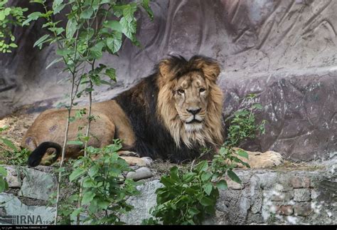 Persian Lion Returns To Iran After 80 Years - Iran Front Page