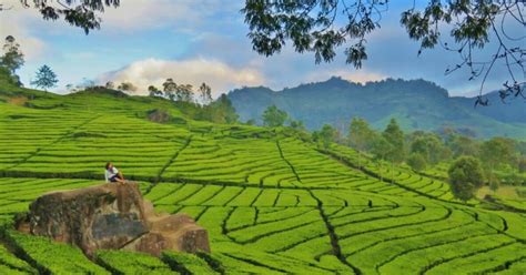 Perkebunan Teh Kertamanah Pangalengan Bandung