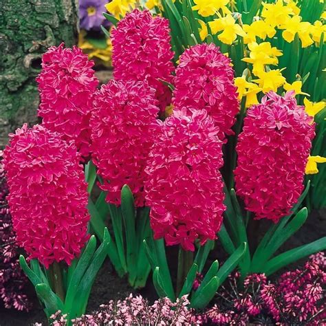 Multi Color Hyacinth Flower Seeds, 100pcs/pack – GreenSeedGarden