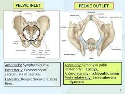 pelvic inlet and outlet - Google Search | Medical school studying, Cardiology nursing, Pa school