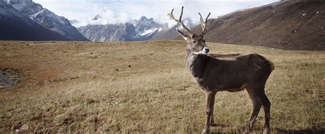 Overall Decrease Of Caribou Herds - Faunalytics