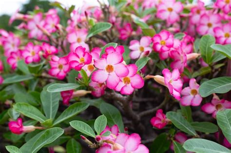 Premium Photo | Adenium obesum flowers green leaves