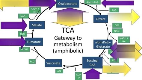 Cataplerotic & Anaplerotic Reactions Diagram | Quizlet