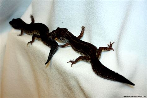 Black Pearl Leopard Gecko | Wallpapers Gallery