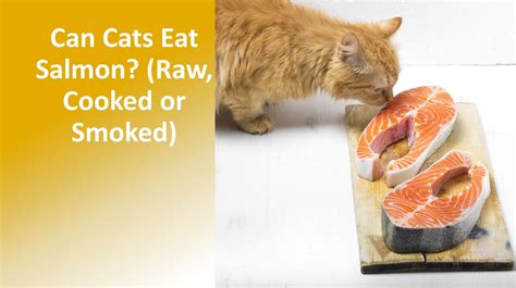 Can Cats Eat Salmon? (Raw, Cooked or Smoked)