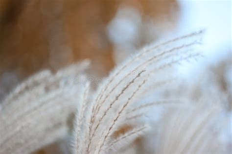 Blurred Bokeh Nature Background with Wild Dry Grass on Wind. Beautiful ...