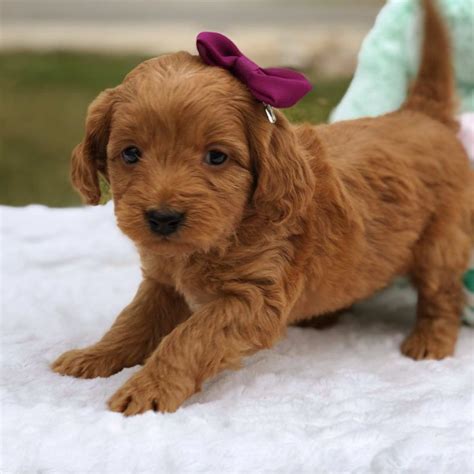 Teacup Goldendoodles | Mini goldendoodle puppies, Mini goldendoodle ...