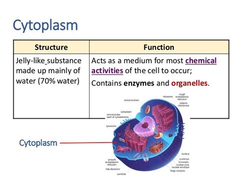 cytoplasm - DriverLayer Search Engine