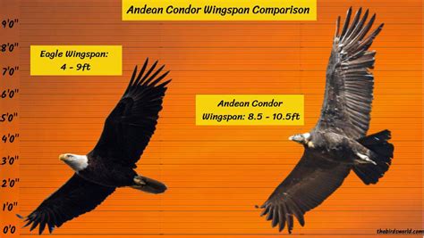 Andean Condor Wingspan: How Big Is It Compared To Others?