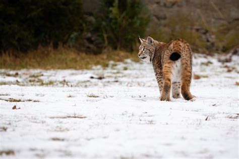 Free Photo | Beautiful and endangered eurasian lynx in the nature habitat lynx lynx