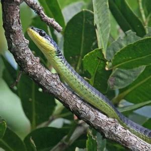 Common Tree Snake - Facts, Diet, Habitat & Pictures on Animalia.bio