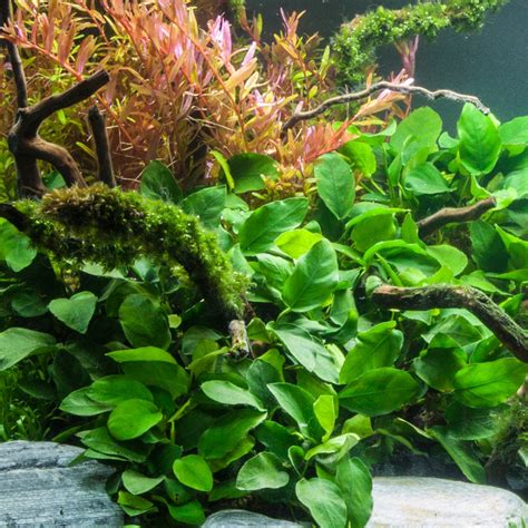 Anubias Barteri – MarcusFishTanks