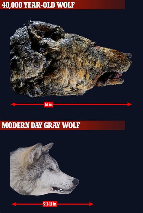 Head of giant Ice Age wolf - 40,000 yrs old- Revealed- PICS | O-T Lounge