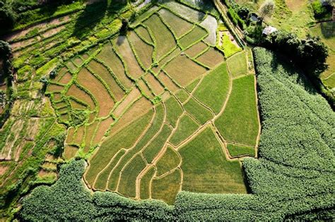 Premium Photo | Rice field ,aerial view of rice fields