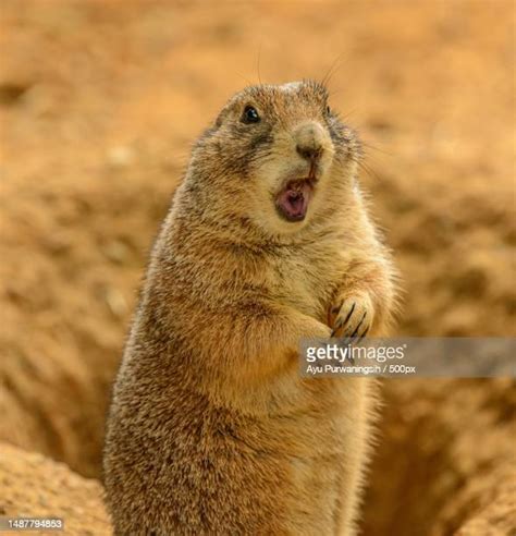 60 Meerkat Eating Stock Photos, High-Res Pictures, and Images - Getty Images